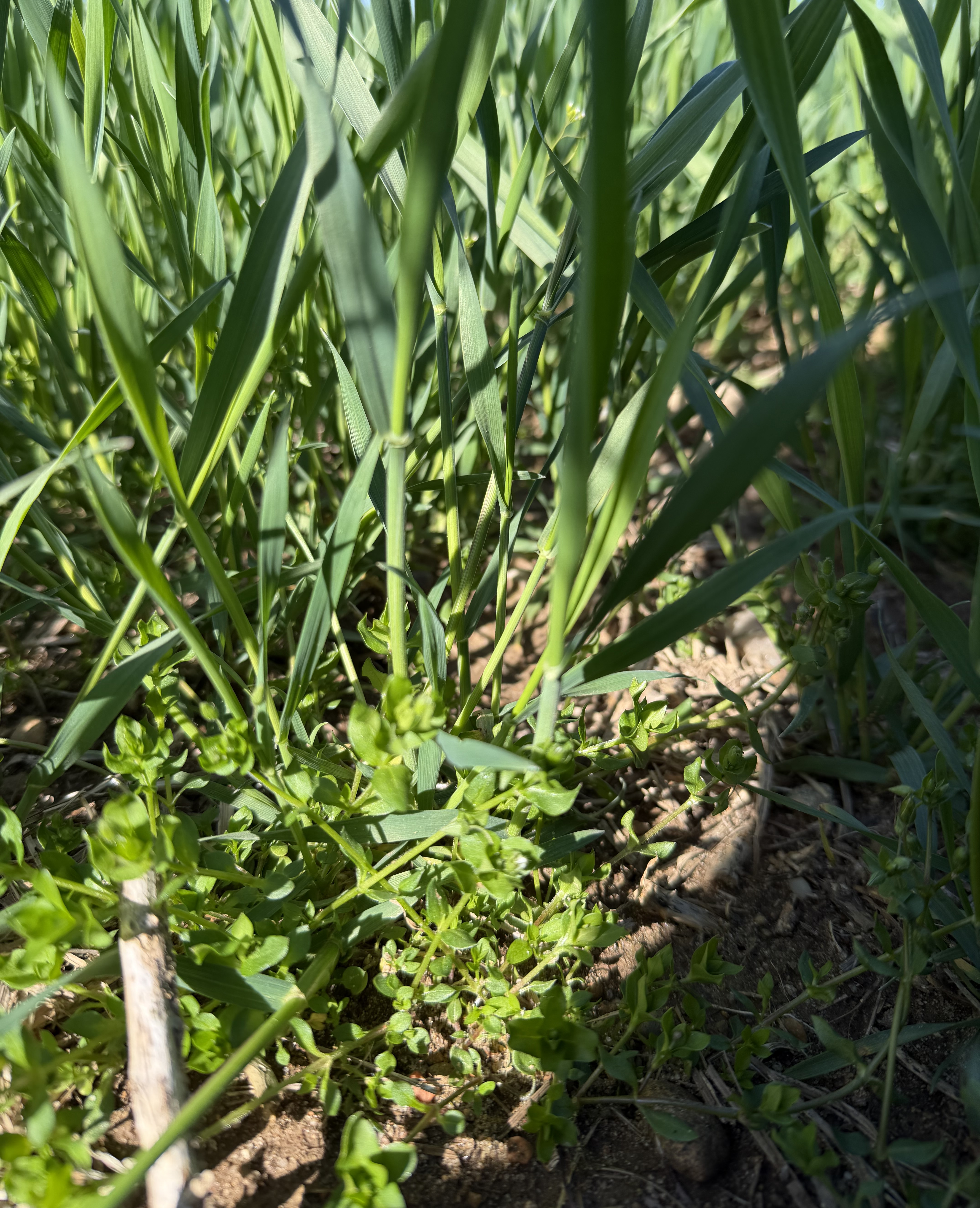 A closeup of weeds growing around wheat plants in a wheat field.